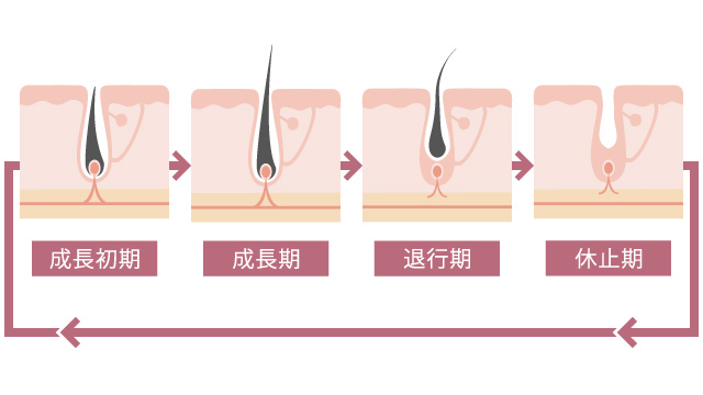 毛周期について