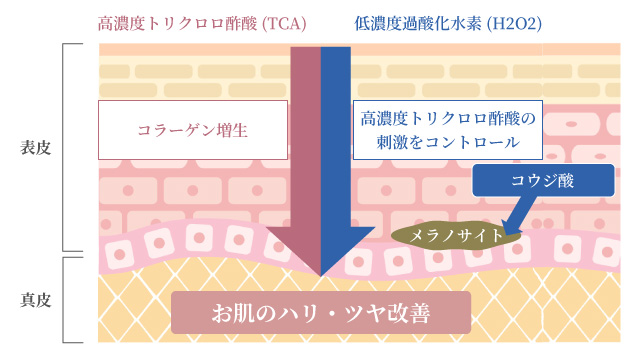 コラーゲン増生と美白効果